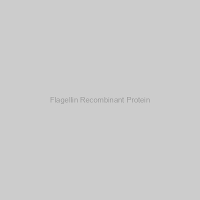 Flagellin Recombinant Protein